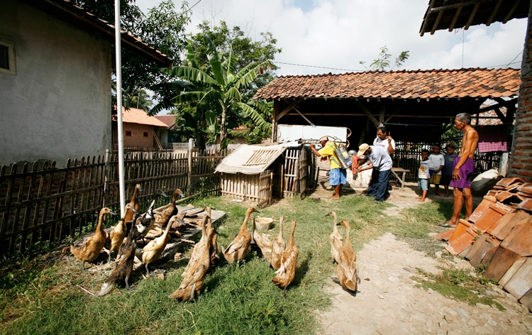 From Birds to Mammals: Avian Influenza Outbreaks Spark Global Concern