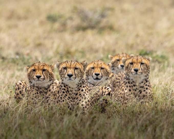Environment Ministry: Cheetah mortalities at Kuno National Park point to natural causes as per preliminary analysis by NTCA