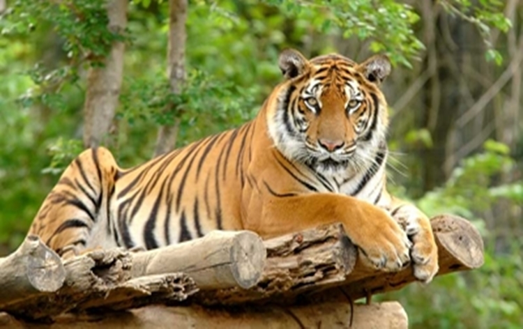 India’s tiger population estimated at 3 thousand 925 with annual growth rate of 6.1 percent per annum