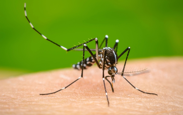 Dengue outbreak in Bangladesh signals alarming trend this year