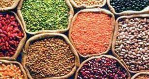 Procurement of Kharif pulses and oilseeds to begin from Oct 1 in Haryana