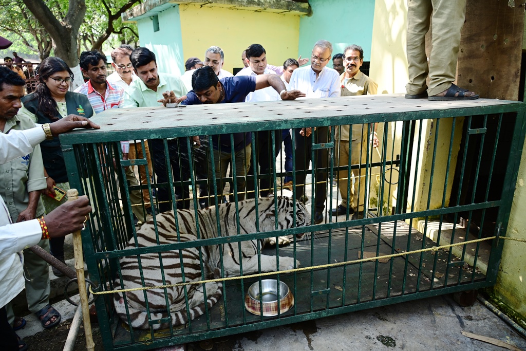 स्वस्थ बच्चों के प्रजनन के लिए सफेद बाघों का विनिमय किया गया