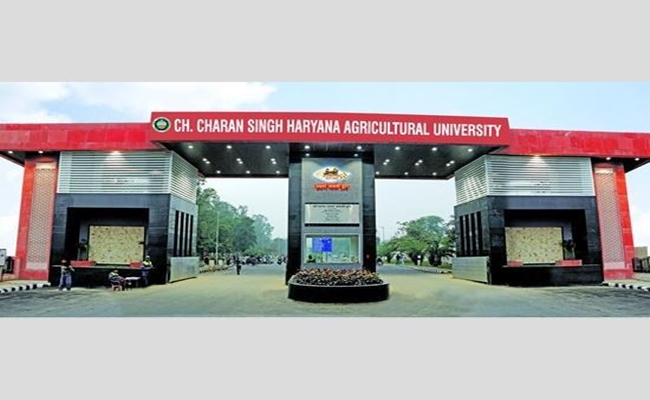 Haryana Agricultural University scientists discover new pea disease, International organisation American Phytopathological Society recognises disease in plants