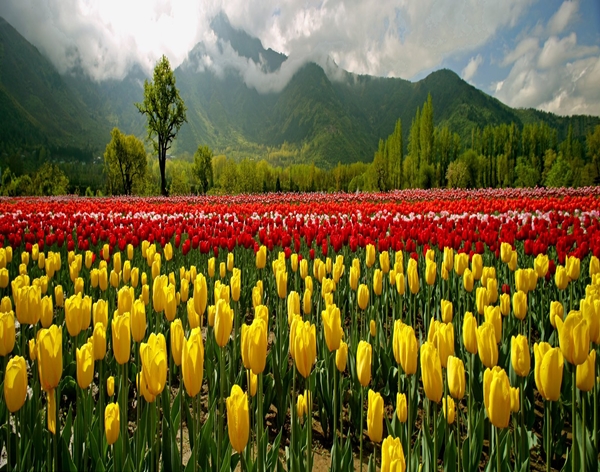 J&K: Srinagar’s Tulip Garden to be closed from tomorrow