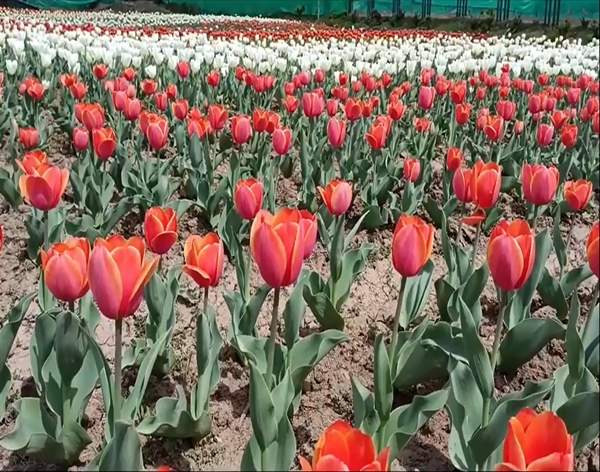 J&K: Over 2.5 lakh blooming tulips attract tourists at Sanasar garden