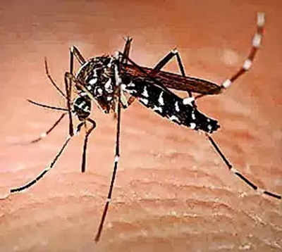 चिकित्सा एवं स्वास्थ्य विभाग की तरफ से डेंगू दिवस मनाया गया