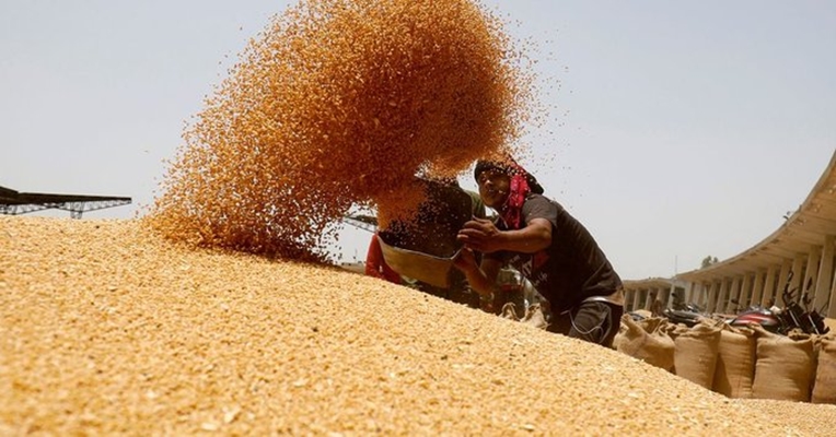 Over 262 Lakh MT of wheat procured so far in 2024