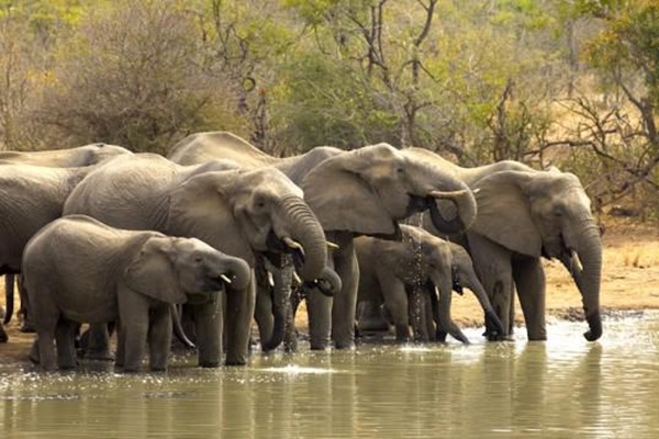 Odisha records marginal increase in elephant population