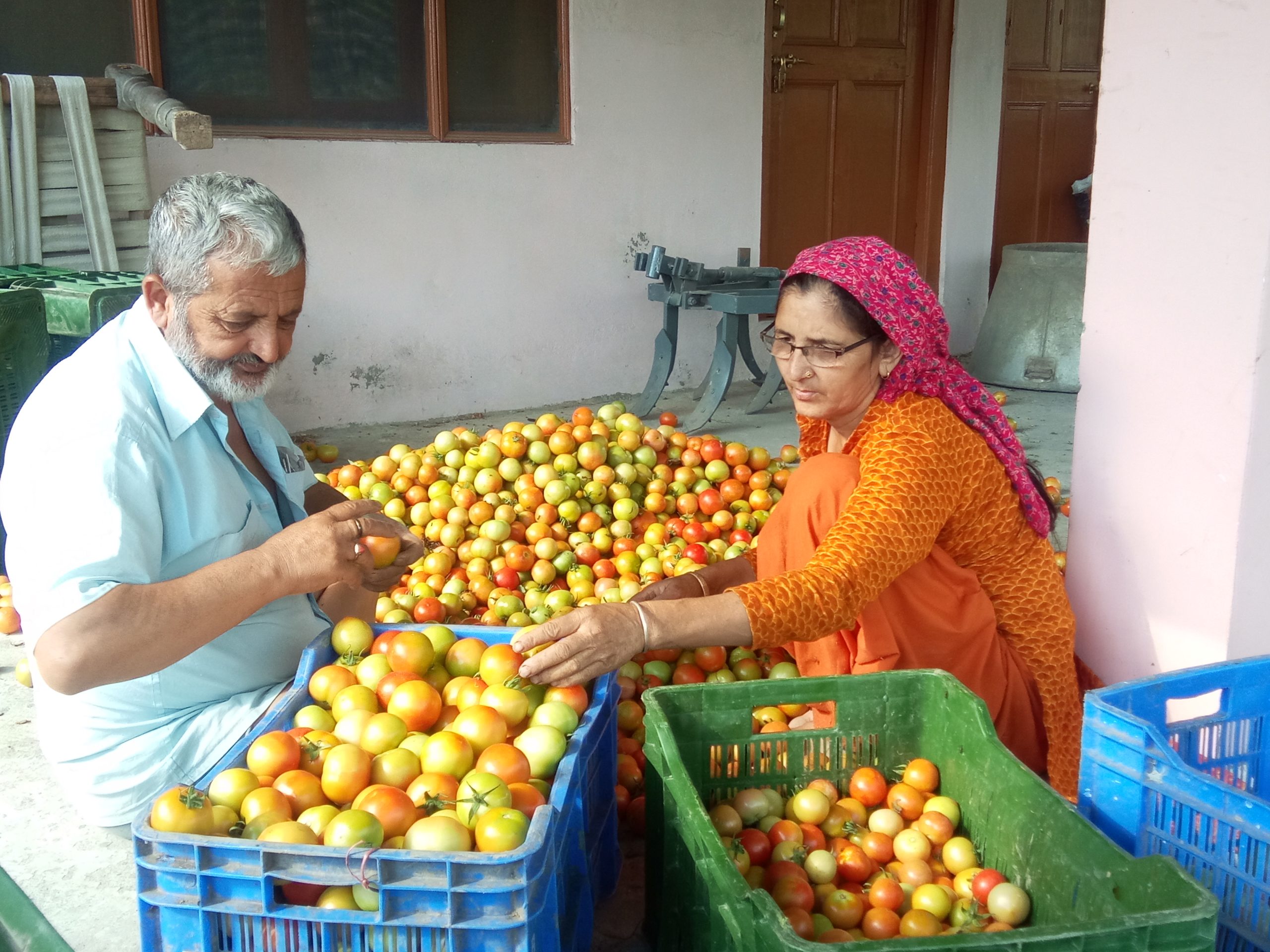 जुन्गा क्षेत्र में उत्पादित होने वाला टमाटर प्रदेश की सब्जी मंडी के साथ पानीपत, चंडीगढ़ और दिल्ली सब्जी मंडी में भी दस्तक दे दी है