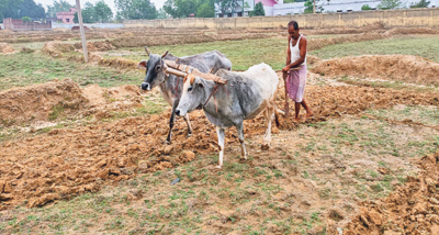 छत्तीसगढ़ में मानसून के आगमन के साथ ही खेती-किसानी का काम शुरू