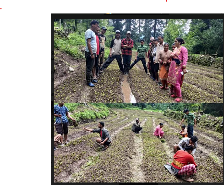 किन्नौर के निगानी और तरांडा में रोपे कडू के 1 लाख पौधे