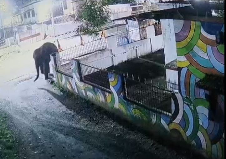 सूरजपुर जिले के नगर पंचायत प्रतापपुर में जंगली हाथियों के दल से बिछड़े दो हाथियों ने जमकर उत्पात मचाया है