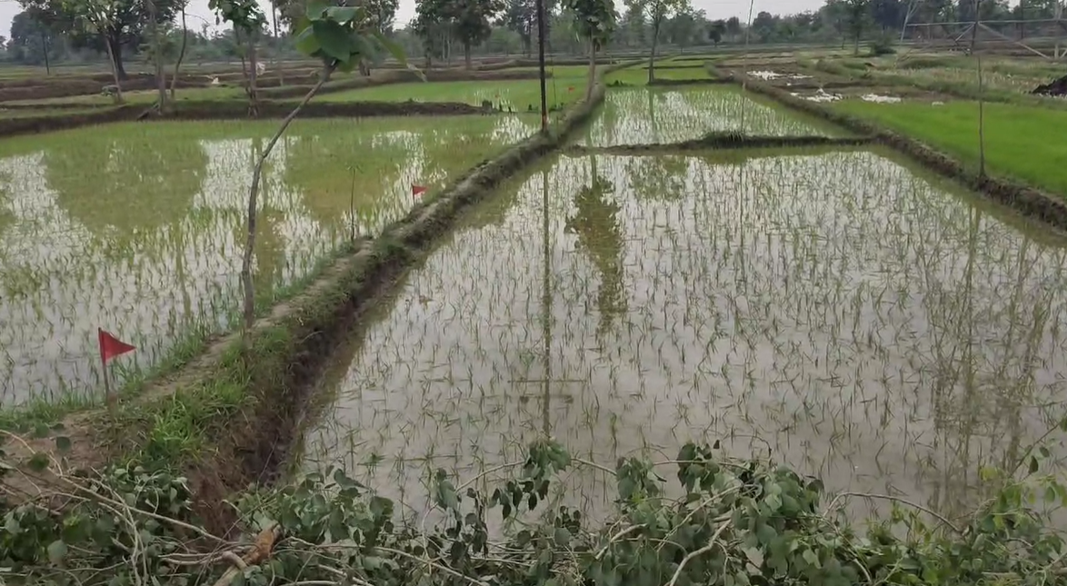 गोंदिया आणि भंडारा जिल्ह्यांत पावसामुळे शेतकरी सुखावला