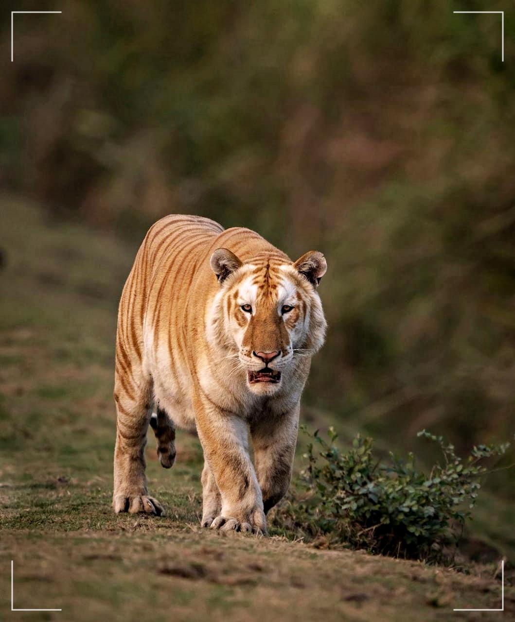 আজি আন্তঃৰাষ্ট্ৰীয় ব্যাঘ্ৰ দিৱস