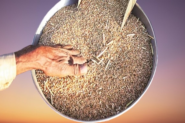 संयुक्त राष्ट्र खाद्य और कृषि संगठन ने इस वर्ष 285 करोड़ टन से अधिक अनाज उत्पादन का अनुमान व्यक्त किया