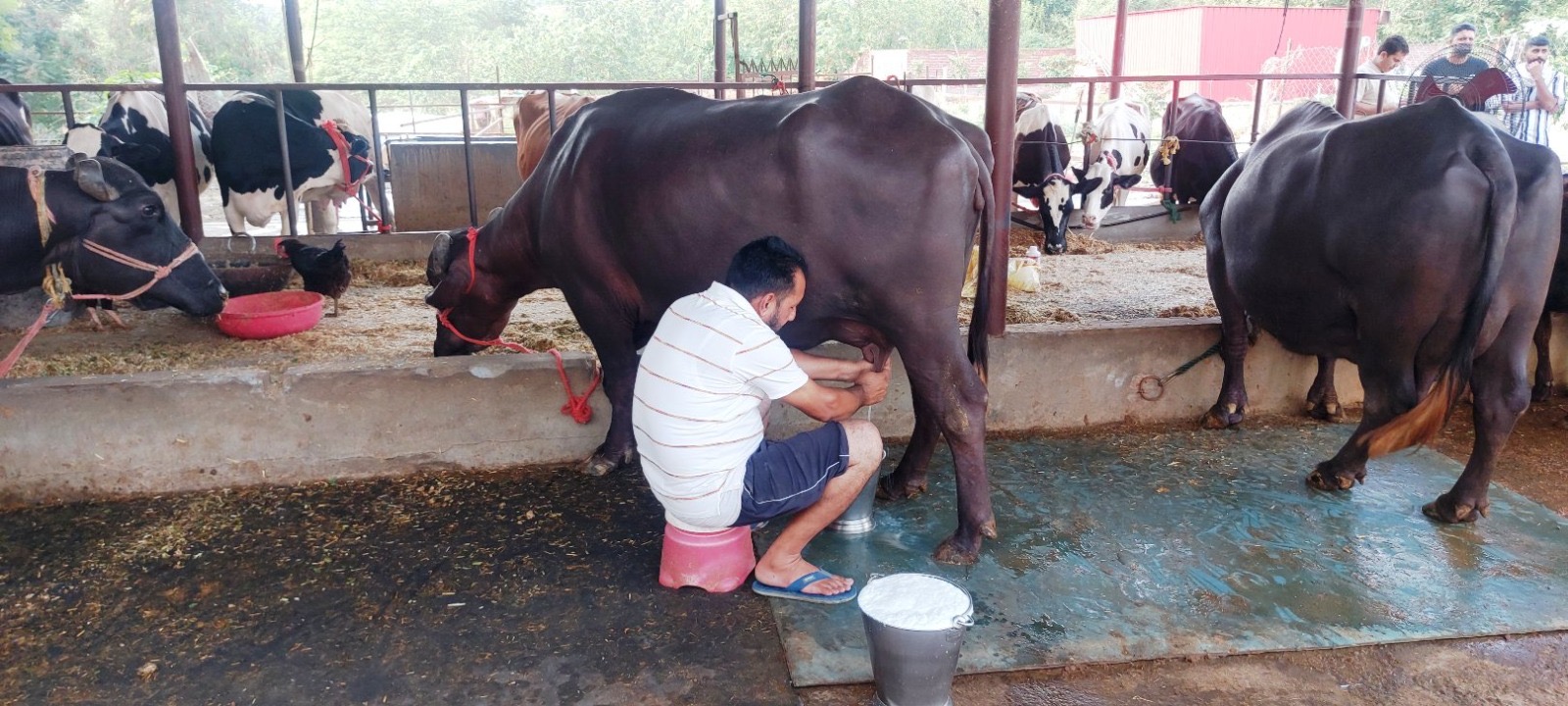 ऊनाः 50 वर्षीय हरभजन सिंह डेयरी फॉर्म चलाकर परिवार की आर्थिकी को सुदृढ़ बना रहे हैं
