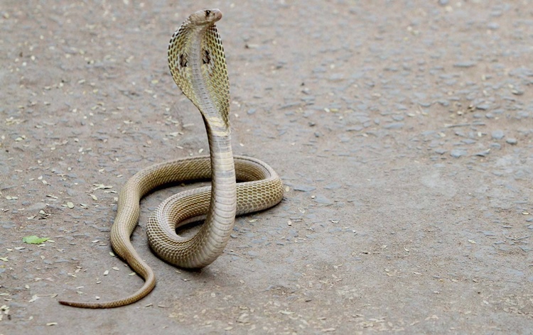 5,418 cases, 36 snake bite deaths reported in Karnataka in 2024