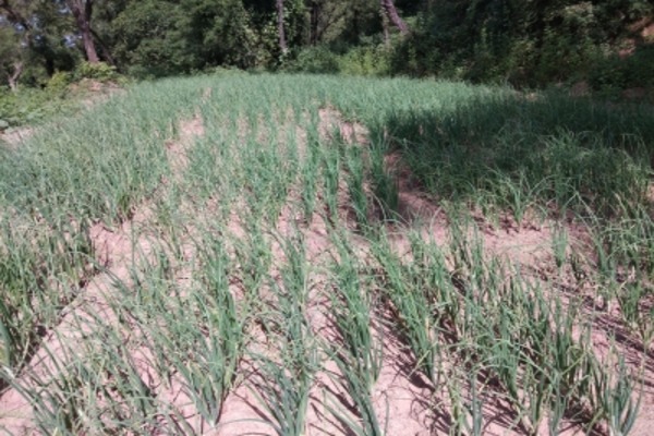 India Reports Progress in Kharif Crop Sowing