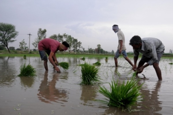India Reports Significant Progress in Kharif Crop Sowing in 2024