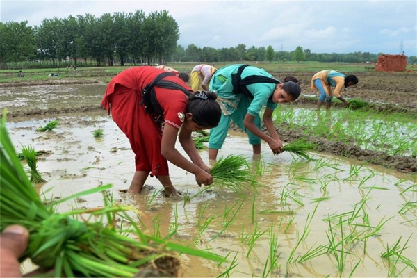 Kharif Crops Sown in 979 Lakh Hectares: Govt