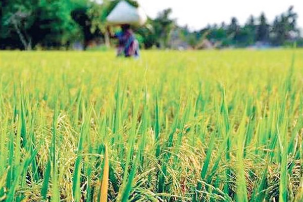 खरीप पेरणीखालच्या क्षेत्रात लक्षणीय वाढ