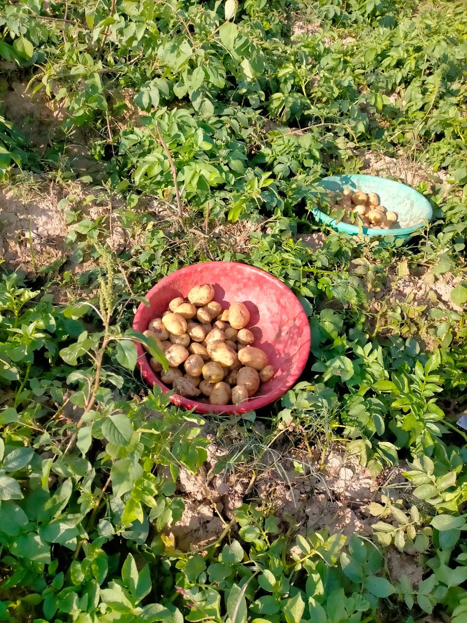 जिला के किसान अपनी आलू फसल का बीमा 31 अगस्त तक करवाना सुनिश्चित करें