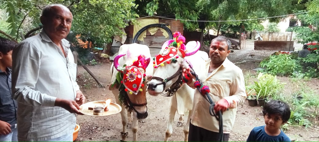 राज्यात बैलपोळा सण उत्साहात साजरा