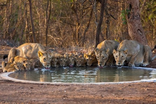 Centre declares Eco-Sensitive Zone around Gir protected area