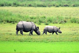 পবিতৰা অভয়াৰণ্য কাইলৈ পুনৰ পৰ্যটকৰ বাবে মুকলি কৰা হ’ব