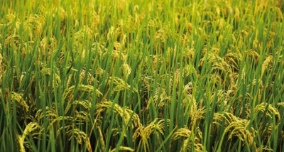 Over 8 Lakh Hectares of Kharif Crops Damaged in Maharashtra Due to Recent Rains