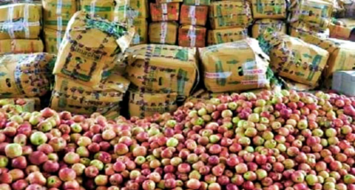 कुल्लू जिला में इन दिनों सेब सीजन अपने पूरे यौवन पर