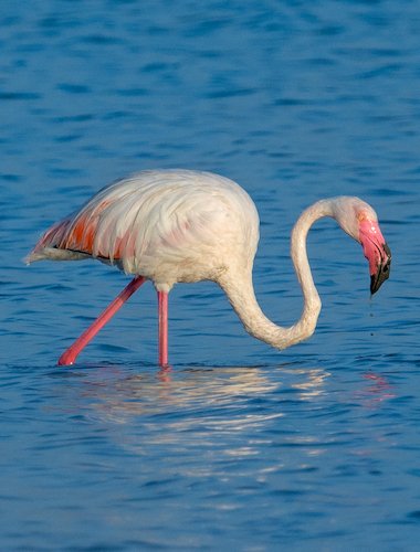 રાજ્યમાં અંદાજે ૧૮ થી ૨૦ લાખની વિવિધ પક્ષી વસ્તી હોવાનું વન વિભાગે જણાવ્યું