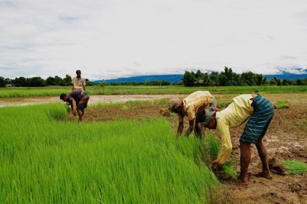 India Reports Progress in Kharif Crop Sowing as Total Coverage Area Surpasses 1,092 Lakh Hectares