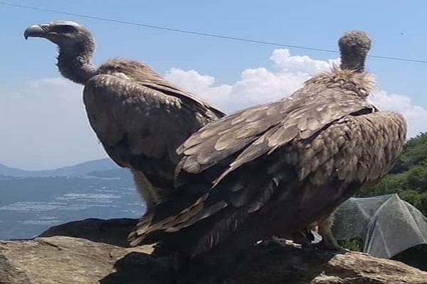 Number of vultures in Pokhara and surrounding areas surge by 22%