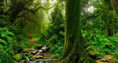 नैनीताल छावनी परिषद में बन रहा फॉरेस्ट हीलिंग सेंटर’