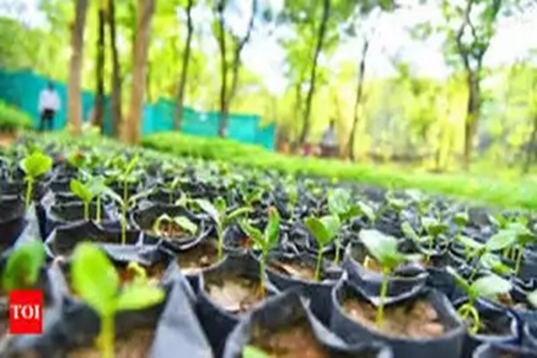 Record 5 lakhs saplings planted in an hour