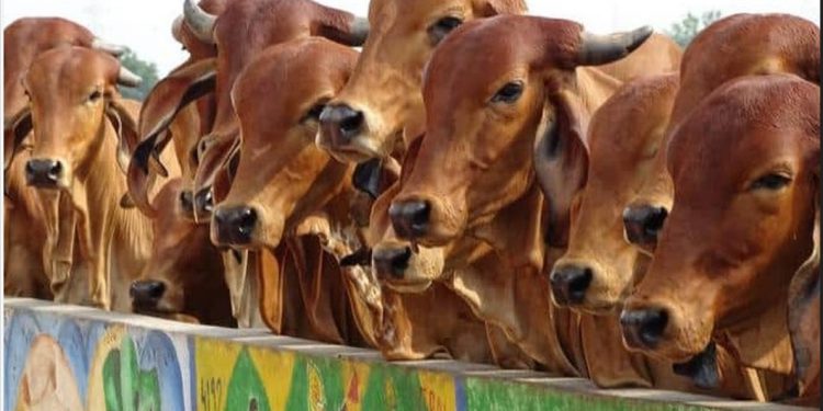 गोवर्धन गोवंश सेवा केंद्र योजनेअंतर्गत १३५ गोशाळांना १७ कोटी २१ लाख रुपये अनुदान वितरित