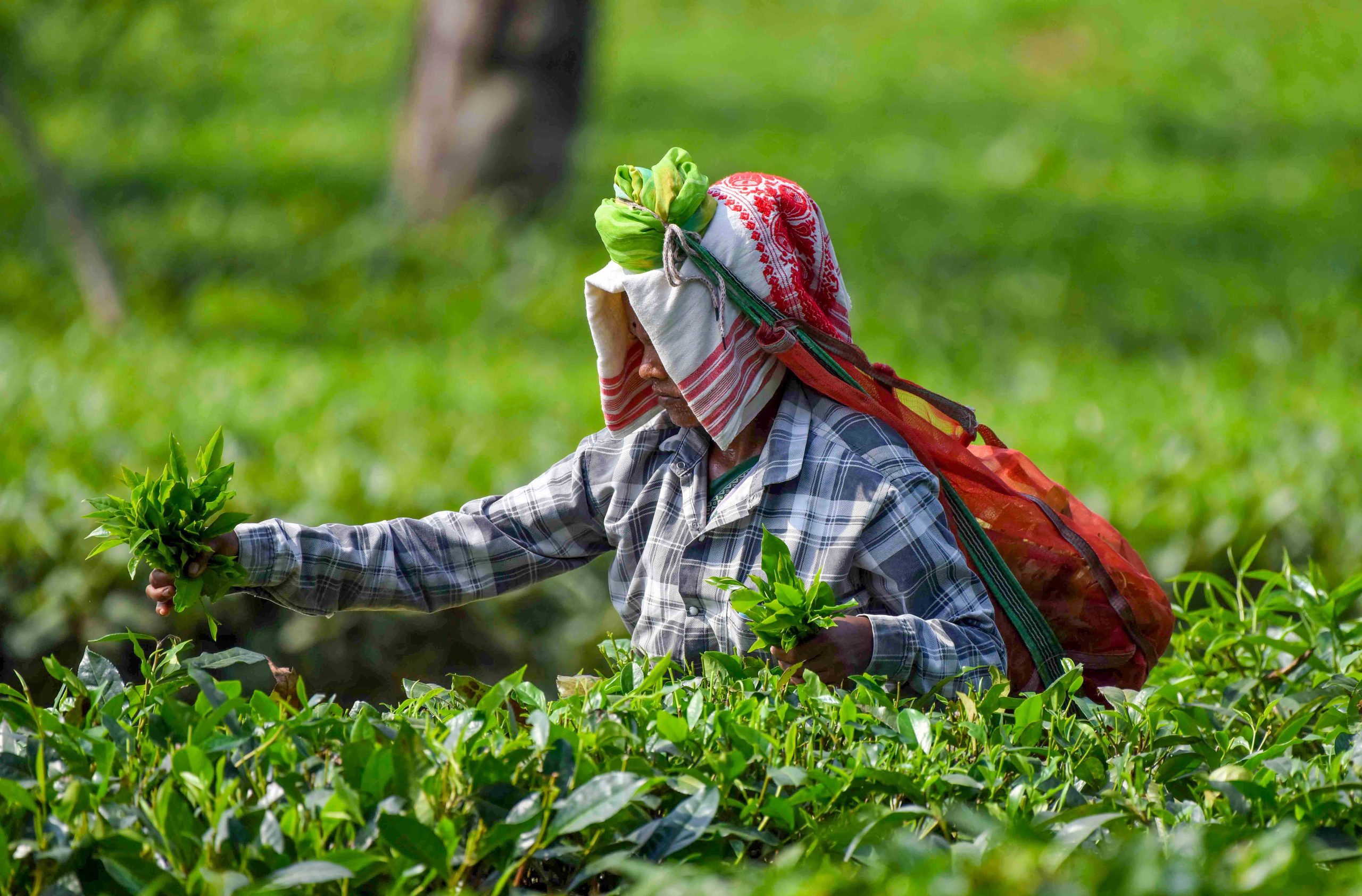 India achieves significant milestone in global tea industry, becomes world’s 2nd-largest exporter of tea in 2024