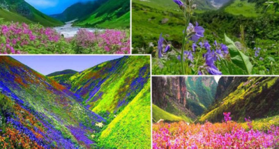 चमोली जिले में स्थित विश्व धरोहर फूलों की घाटी 31 अक्टूबर को होगा बंद