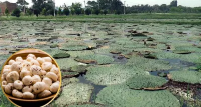 पूर्वी उत्तर प्रदेश के गोरखपुर, महराजगंज, देवरिया और कुशीनगर समेत 14 जिलों में होगी मखाना की खेती   