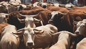 उत्तर प्रदेश सरकार ने गोवंश को सड़क हादसों से बचाने के लिए उनके गले में रेडियम पट्टी लगाने का निर्देश दिया