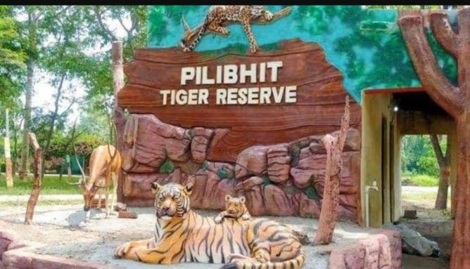पीलीभीत स्थित टाइगर रिजर्व में बाघों की गणना 25 अक्टूबर से शुरू होगी