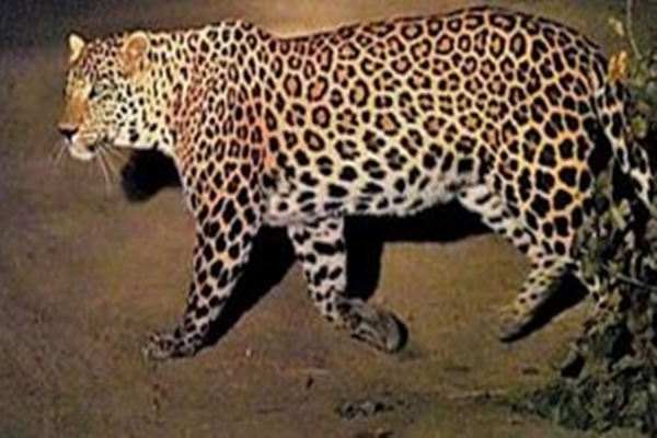First-Ever Leopard Census in Odisha Finds 696 Leopards