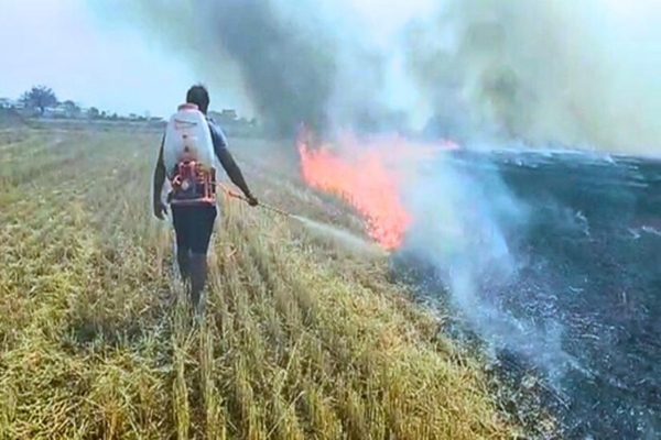 CAQM directs states to intensify vigilance against paddy stubble burning