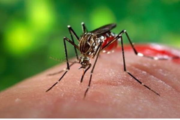 Manipur reports over 1,300 dengue cases