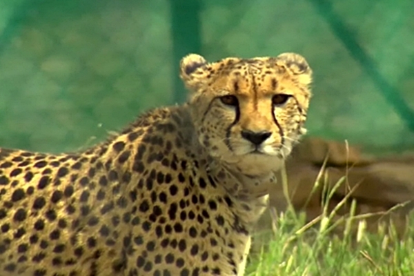 Cheetahs at Kuno National Park to be released into wild soon