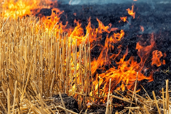 Haryana implements ‘Rajya Vishisht Yojana’ to curb stubble burning