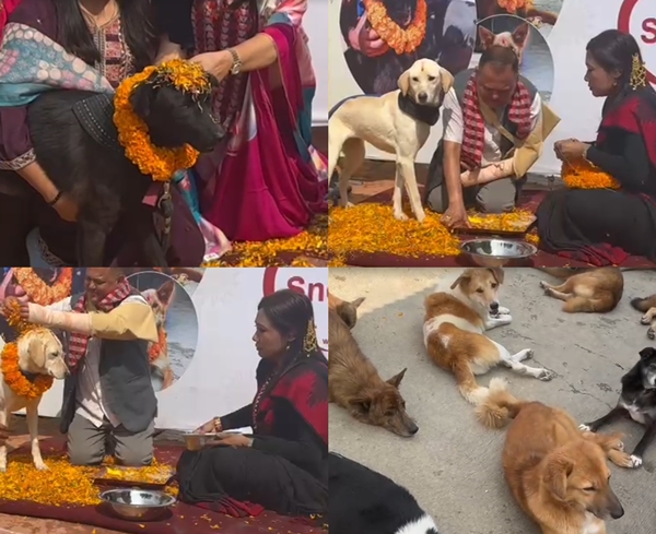 All houses in Nepal decked up for 5 day long Tihar celebration
