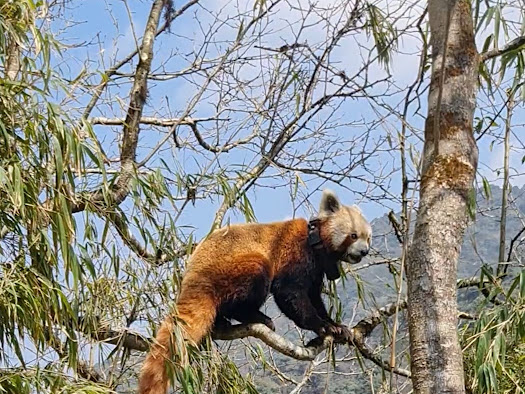 Red Panda Program of Darjeeling’s Padmaja Naidu Himalayan Zoo selected as finalist for WAZA Conservation Award