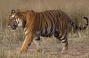 India celebrates 52 years of Project Tiger: A global conservation success story